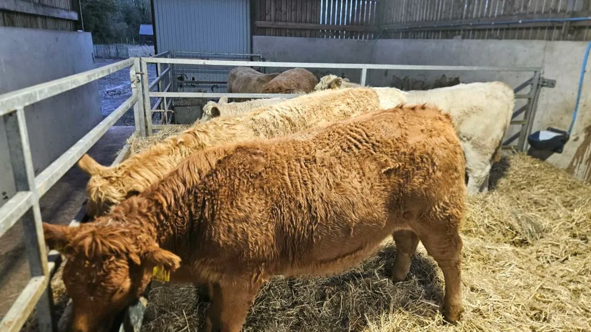 Charolais & Limousin Heifers - Image 1