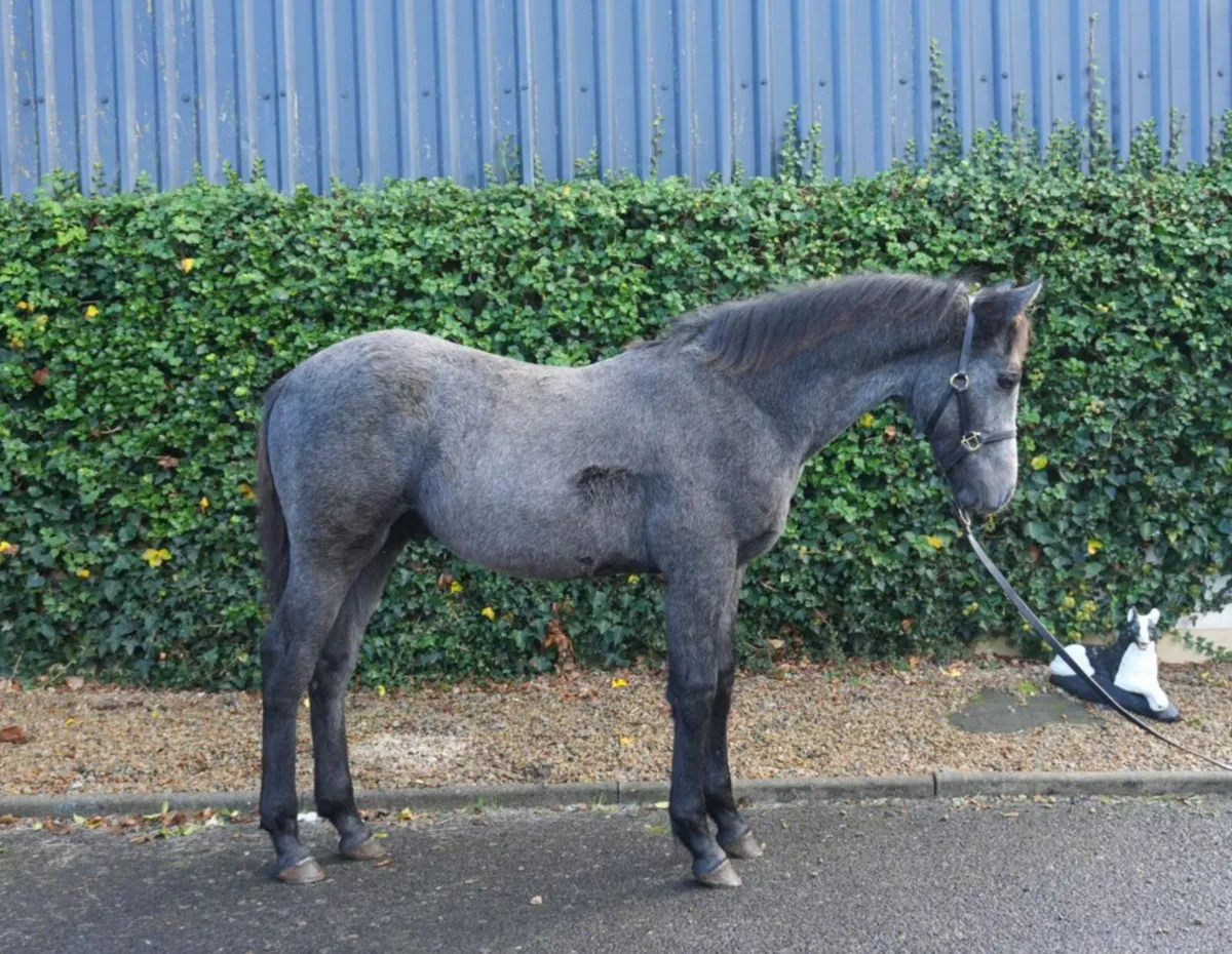 Quality Colt Foal looking for a new 🏡 - Image 1