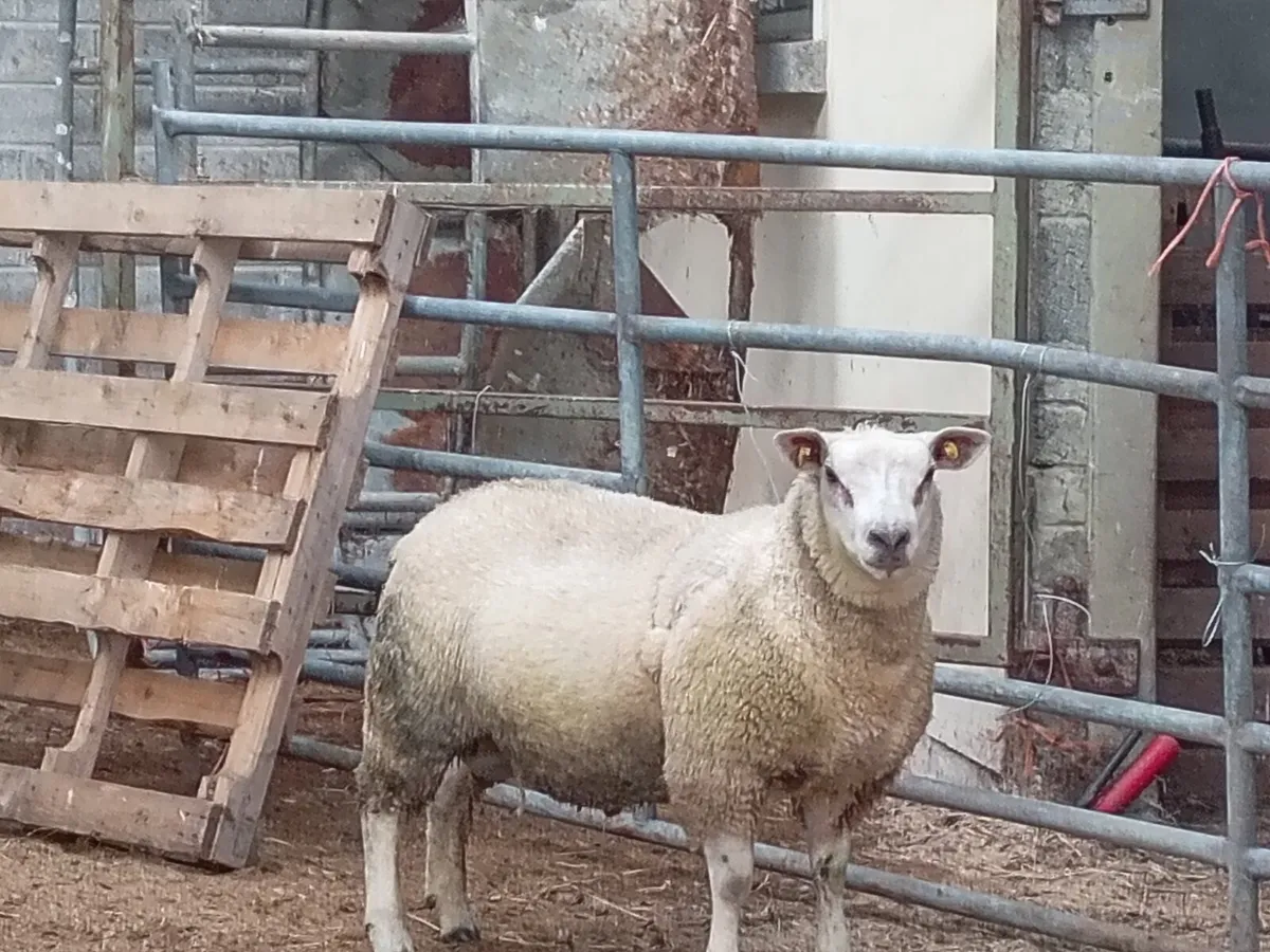 🐏🐏 chartex ram lamb  🐑🐑 - Image 1