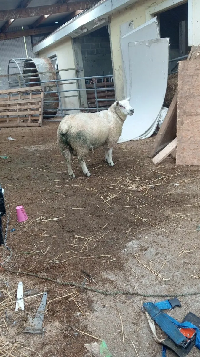 🐏🐏 chartex ram lamb  🐑🐑 - Image 2