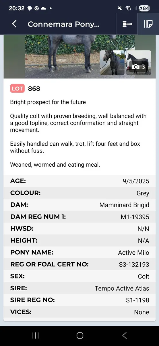 Quality Colt Foal looking for a new 🏡 - Image 2