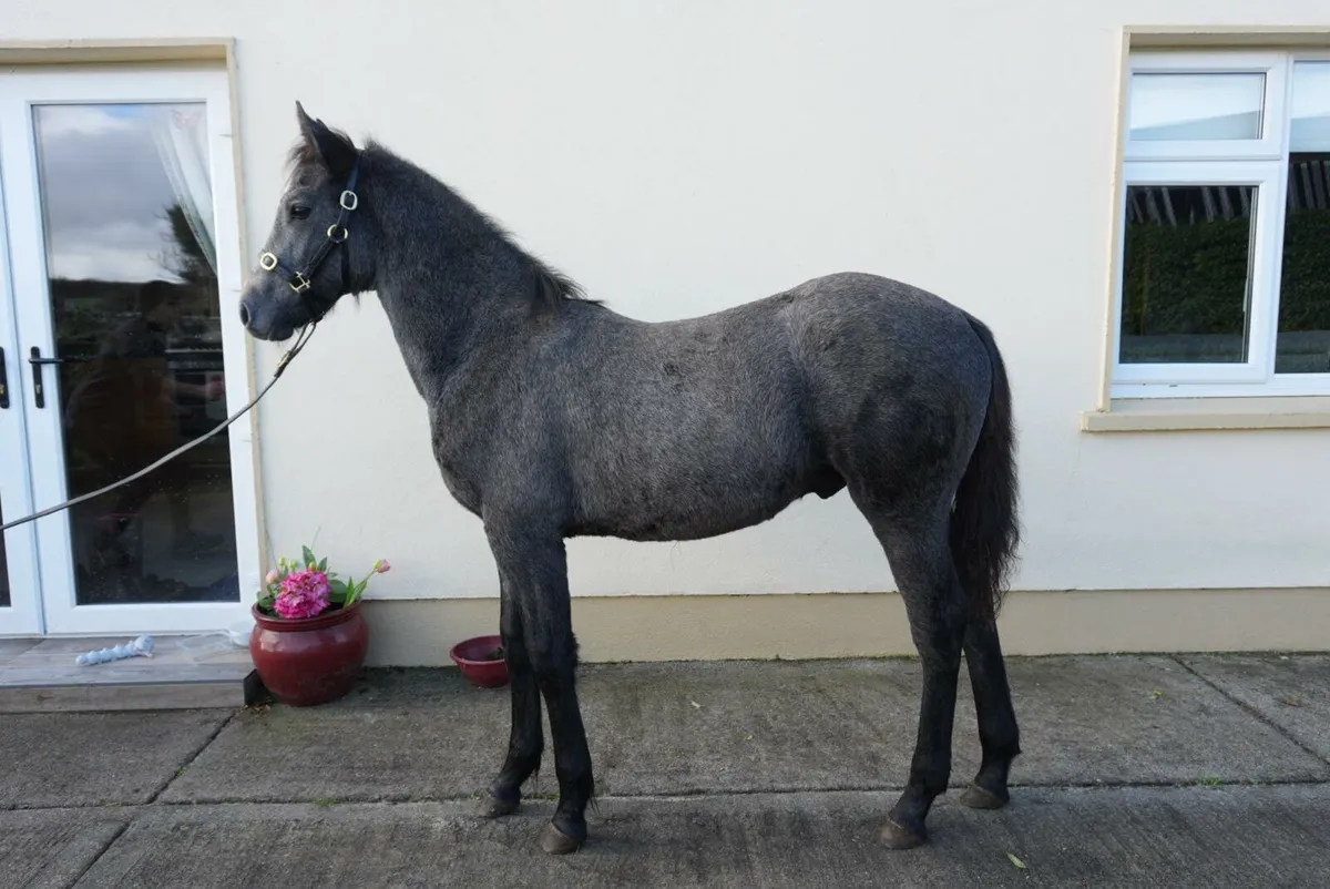 Quality Colt Foal looking for a new 🏡 - Image 3