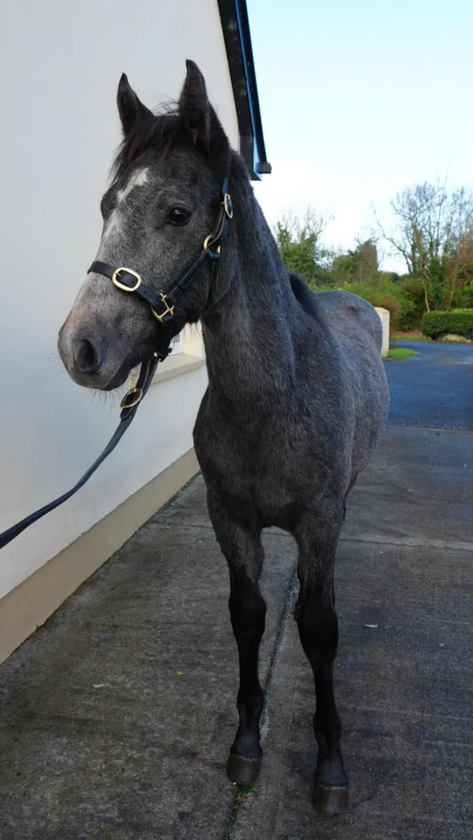 Quality Colt Foal looking for a new 🏡 - Image 4