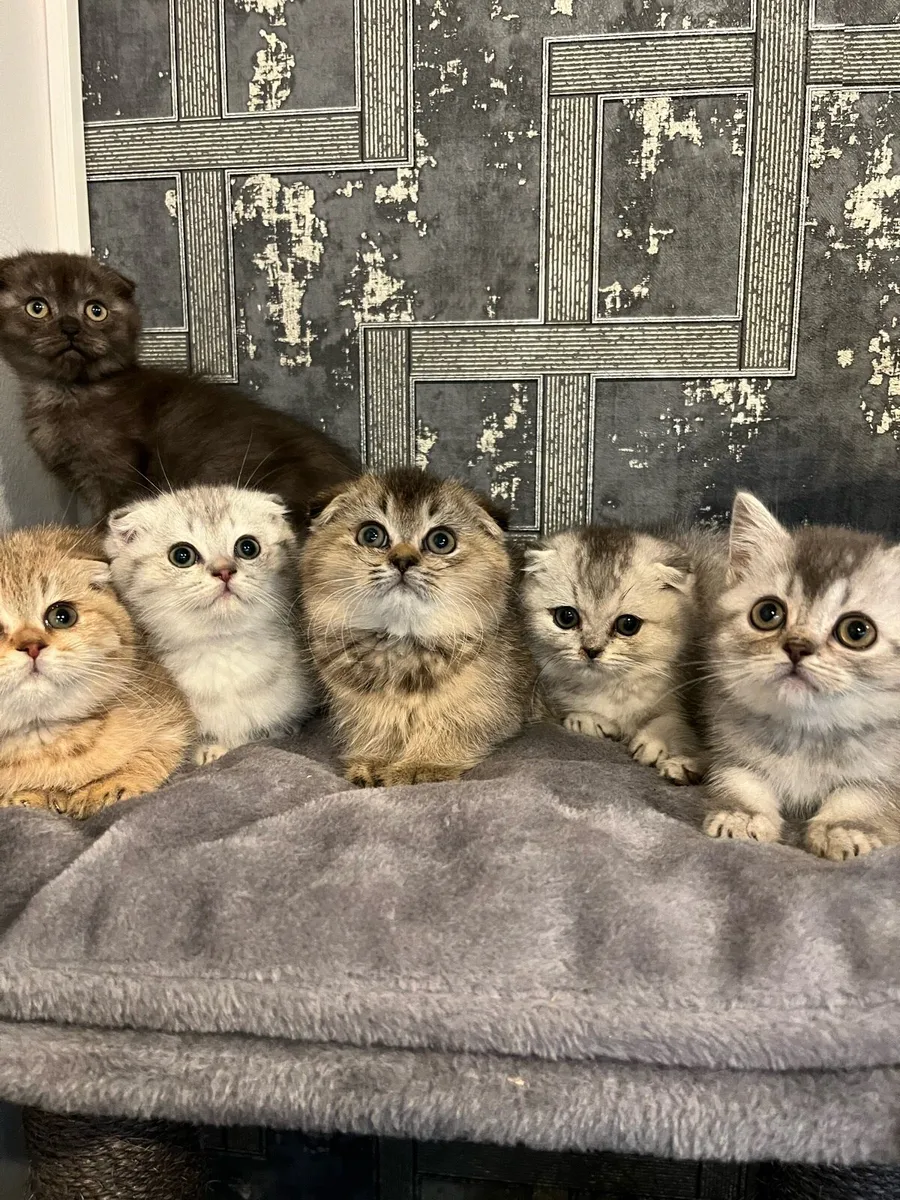 Scottish straight and fold kittens - Image 1