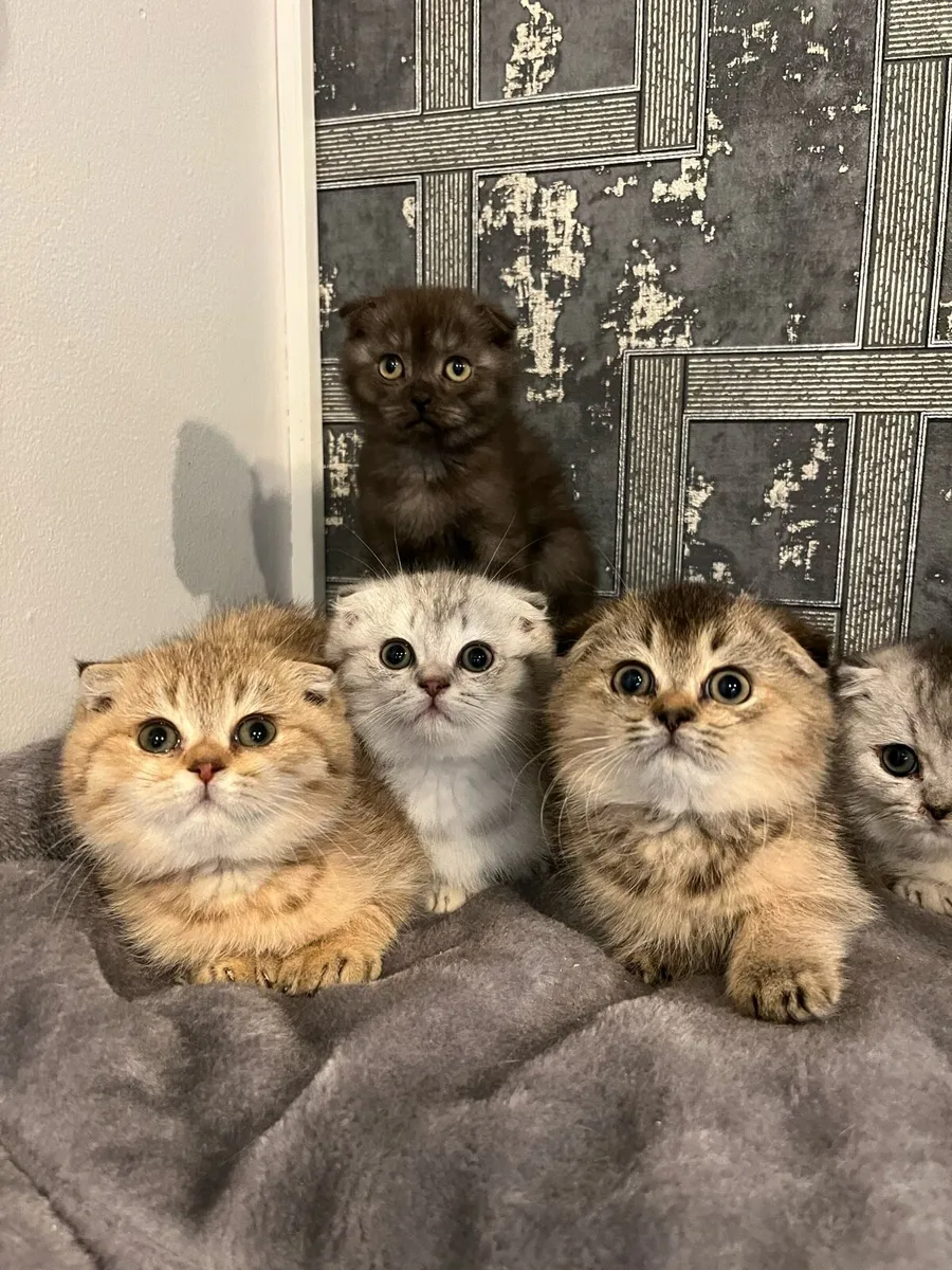 Scottish straight and fold kittens - Image 2