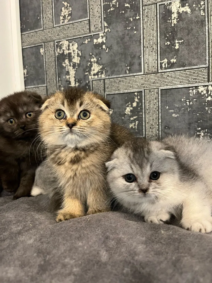 Scottish straight and fold kittens - Image 3