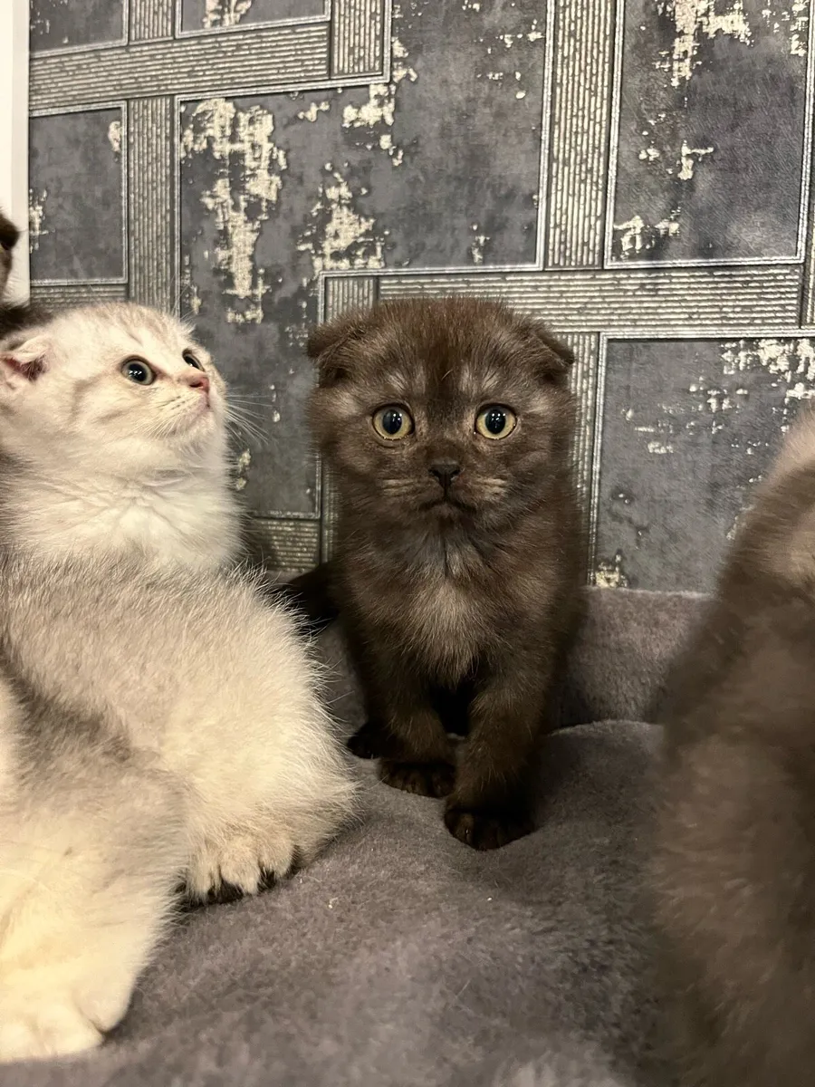 Scottish straight and fold kittens - Image 4