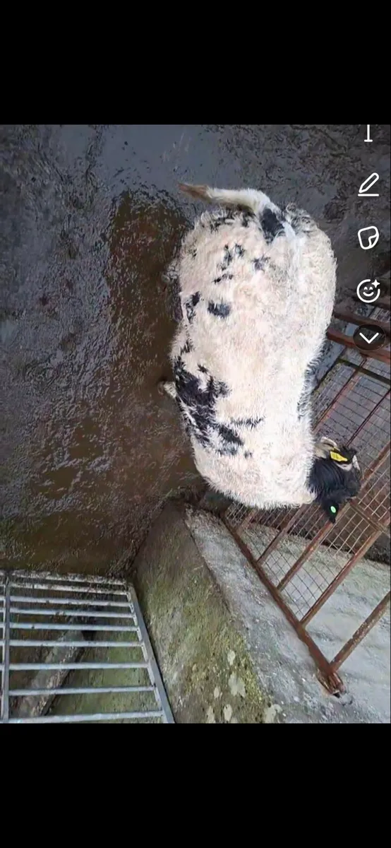 BELGIAN BLUE HEIFER WEANLING HEADFORD 24/10/25 - Image 3