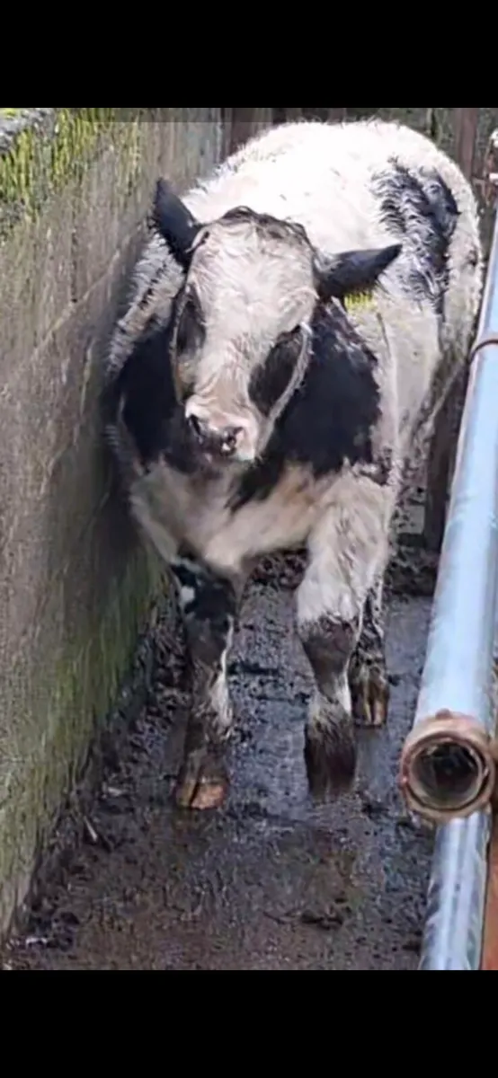 BELGIAN BLUE HEIFER WEANLING HEADFORD 24/10/25 - Image 2