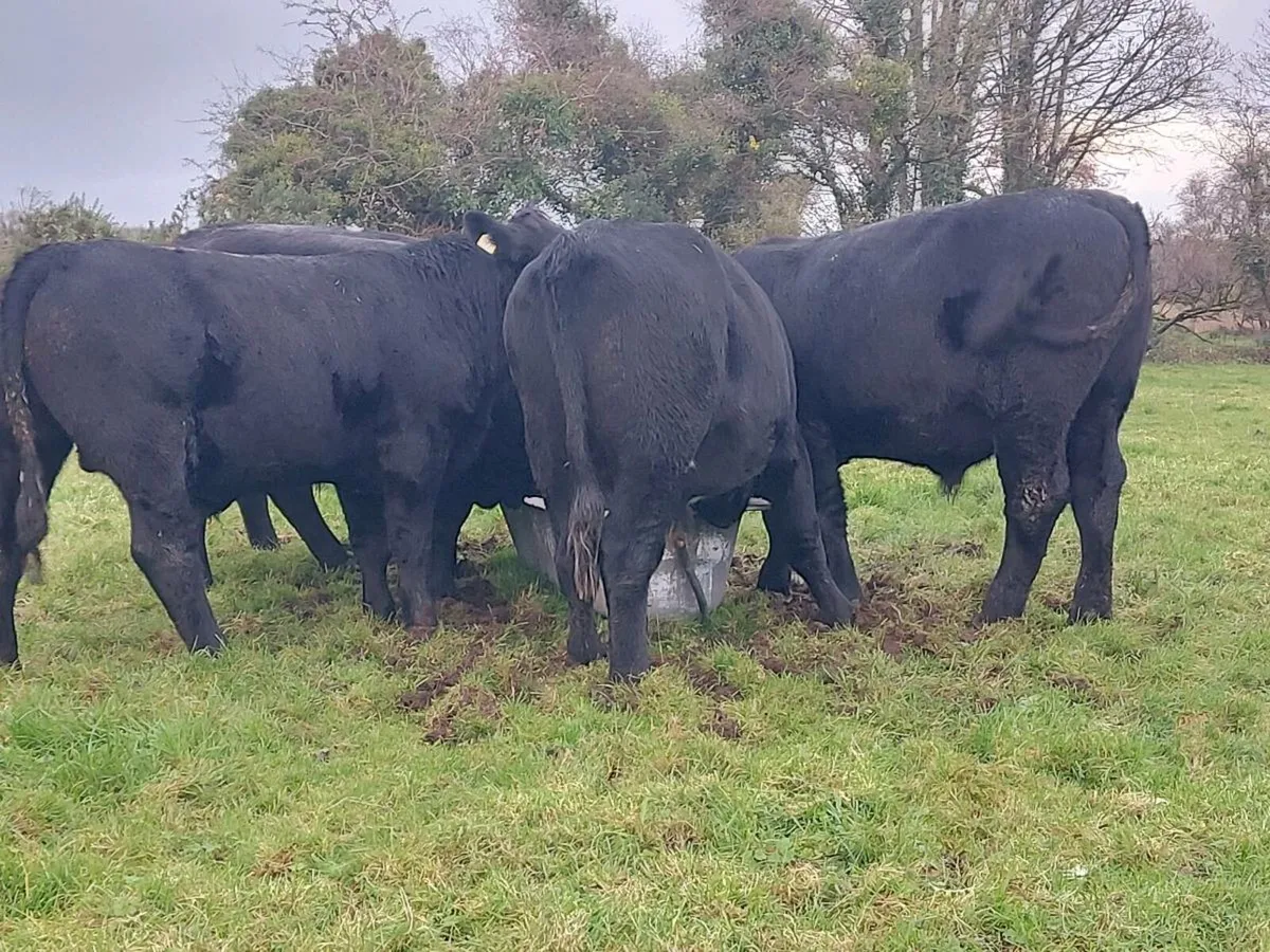 Beef Cattle - Image 1
