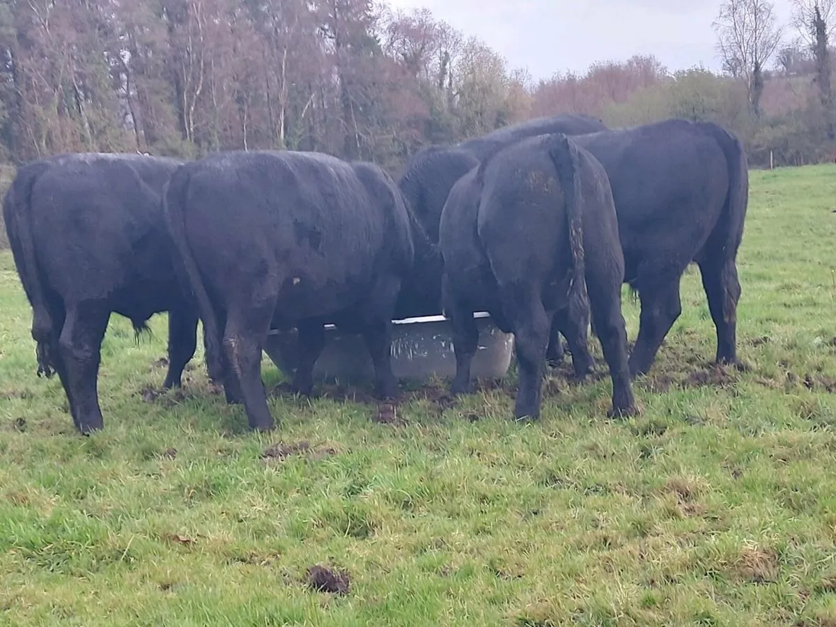 Beef Cattle - Image 2