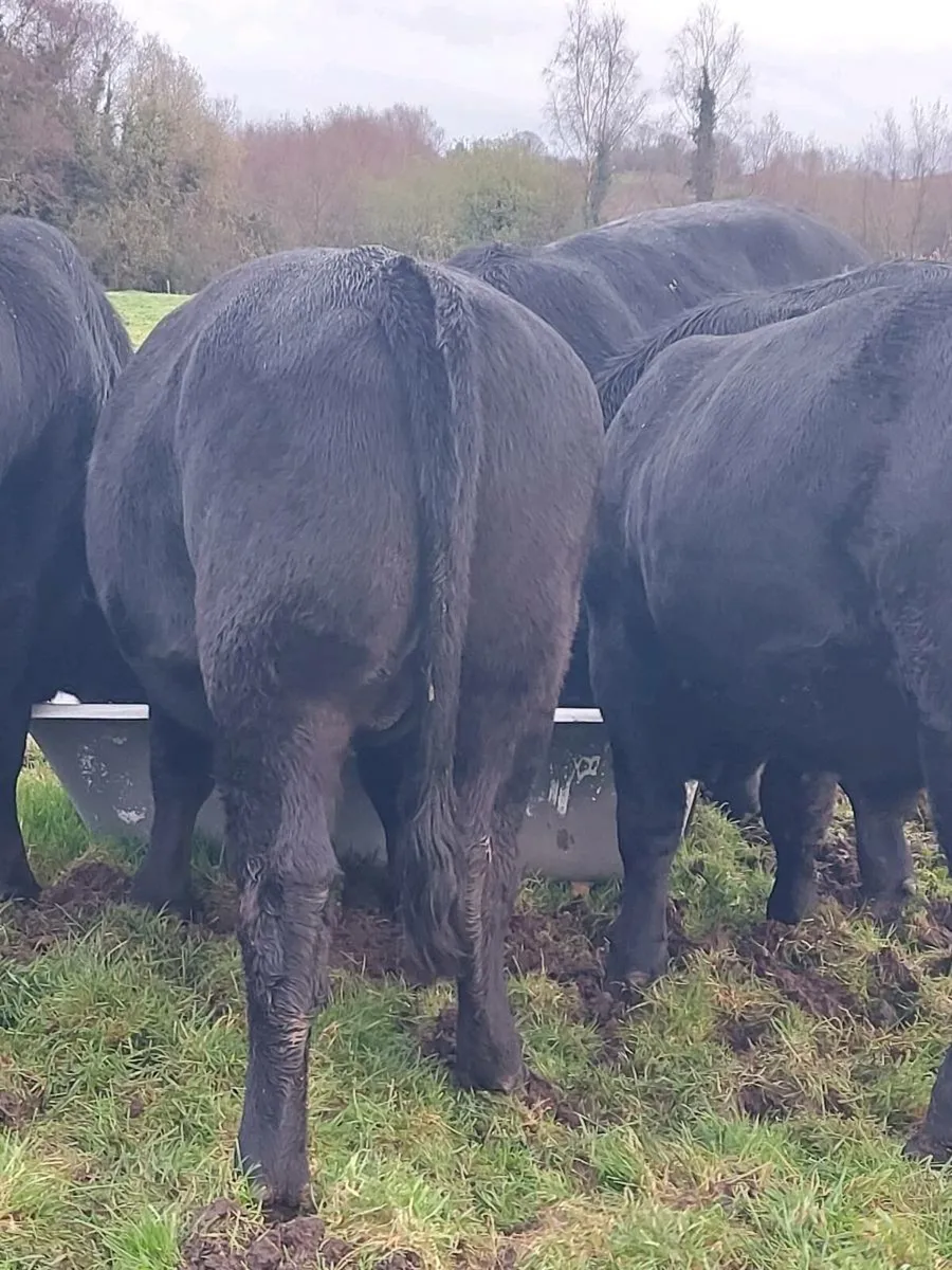 Beef Cattle - Image 3