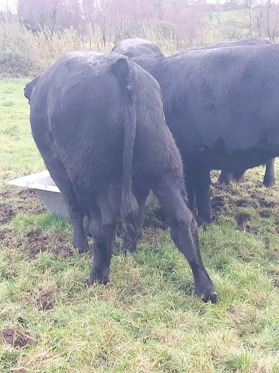 Beef Cattle - Image 4