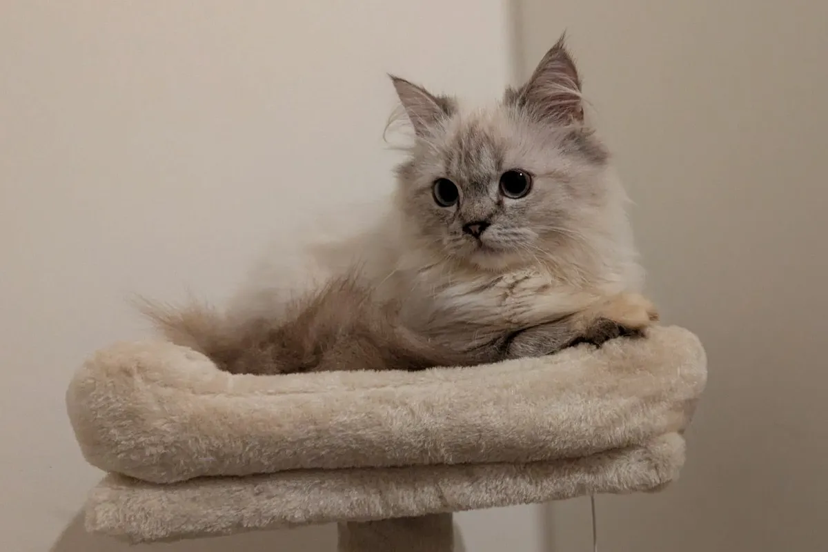 Ragdoll kitten - Image 1