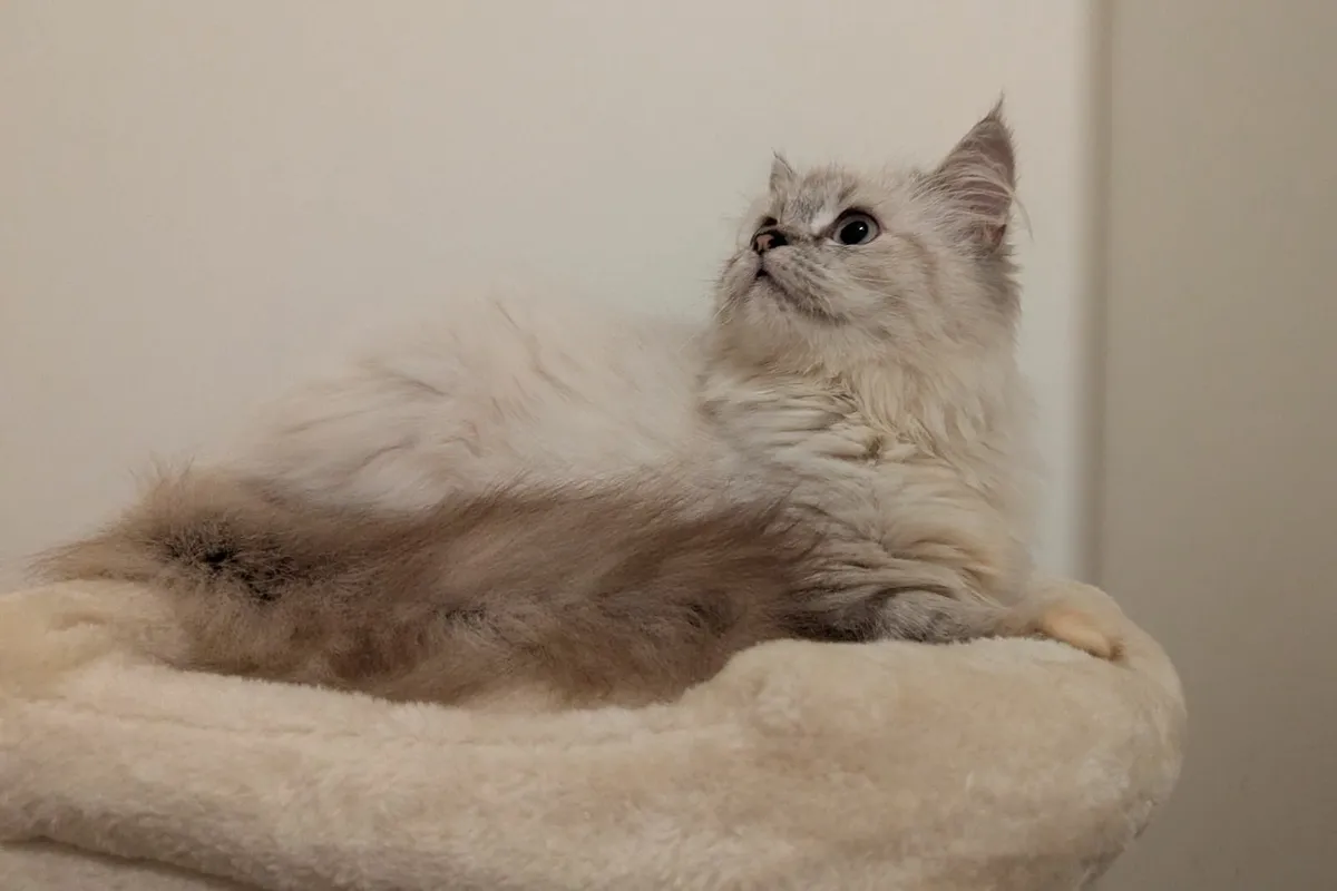 Ragdoll kitten - Image 3