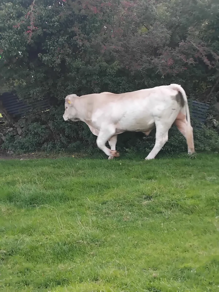 Super charolais bull - Image 1