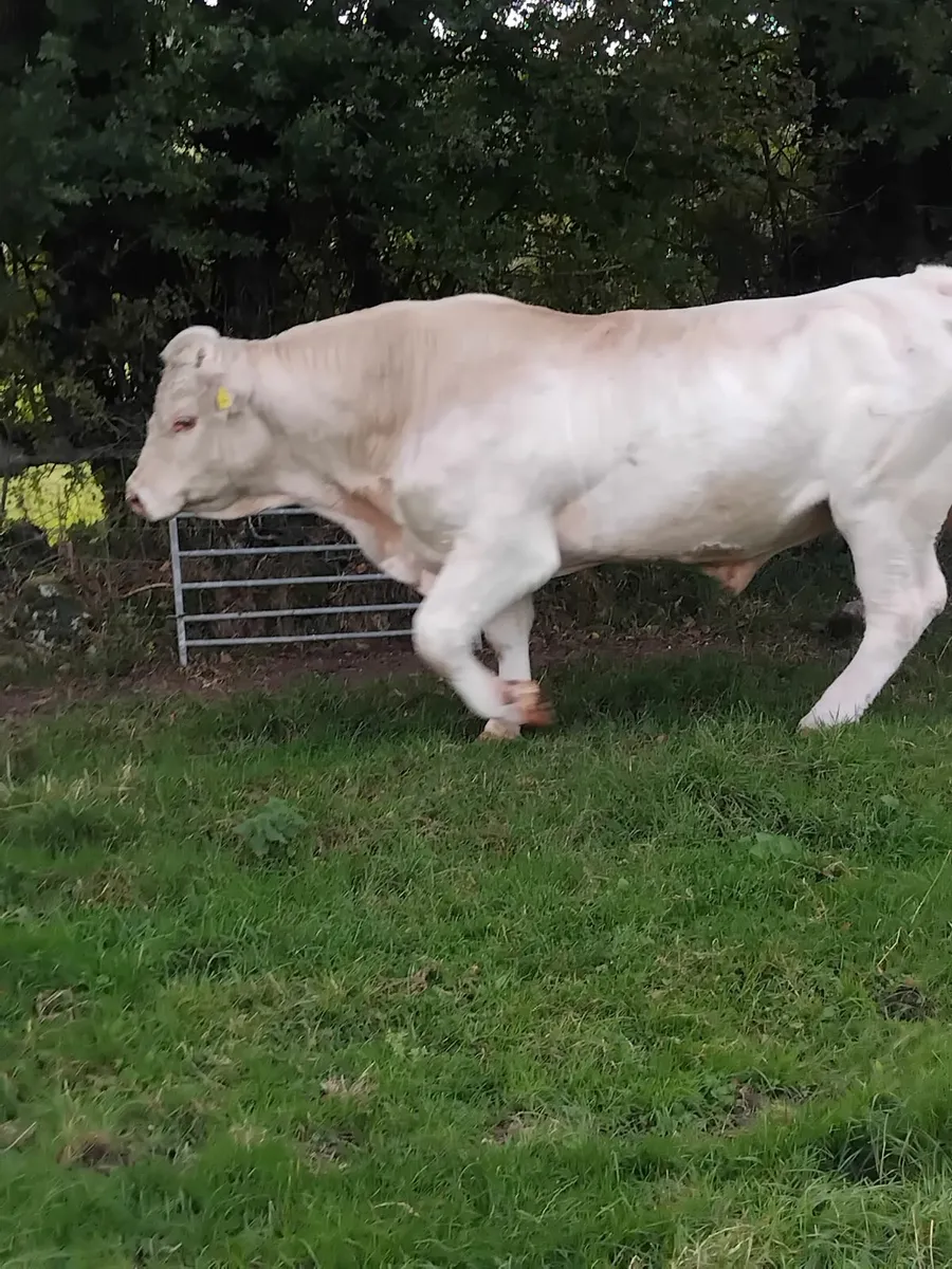 Super charolais bull - Image 2
