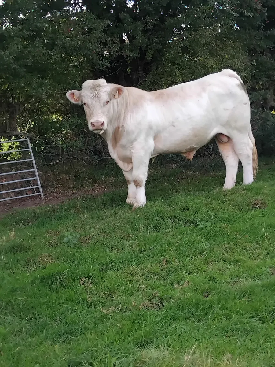 Super charolais bull - Image 3