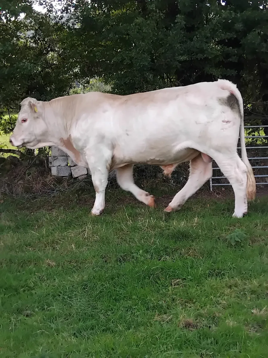 Super charolais bull - Image 4