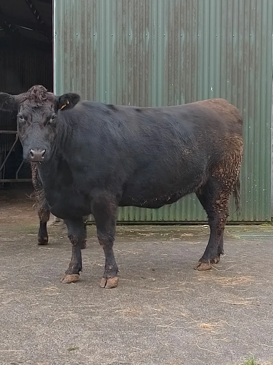 Angus pedigree incalf heifer - Image 3