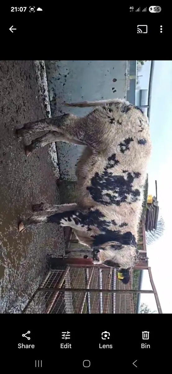 BELGIAN BLUE HEIFER WEANLING HEADFORD 24/10/25 - Image 1