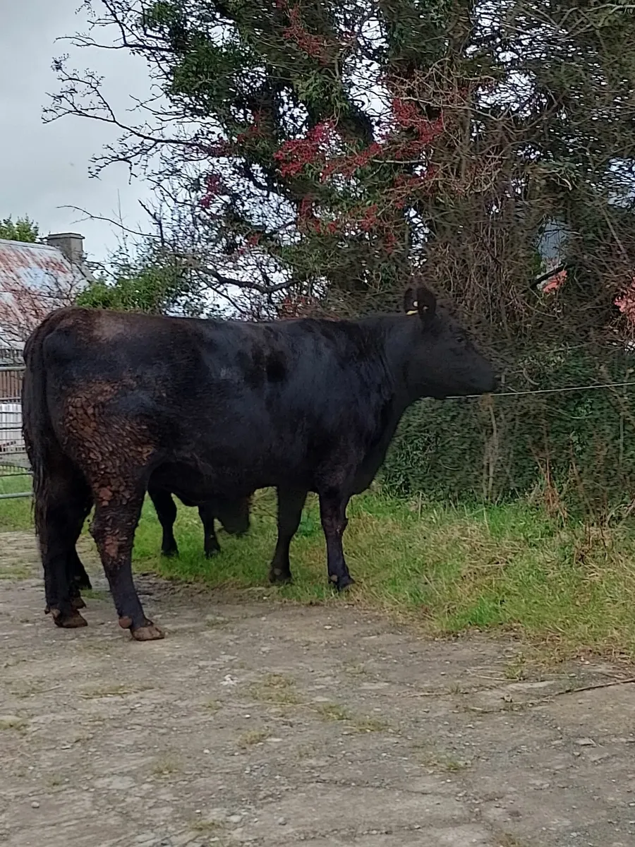 Angus pedigree incalf heifer - Image 4