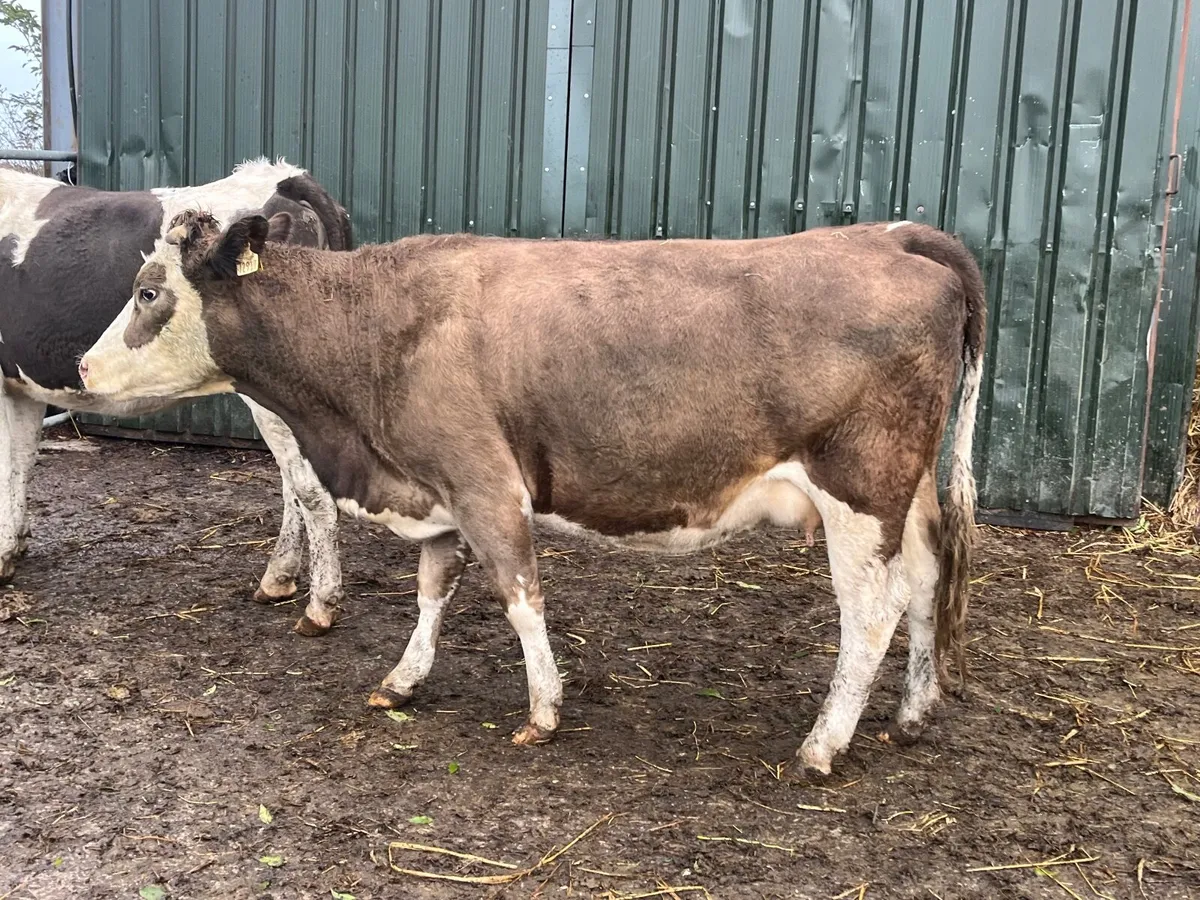 2 Super 5 Star genotyped springers - Image 2