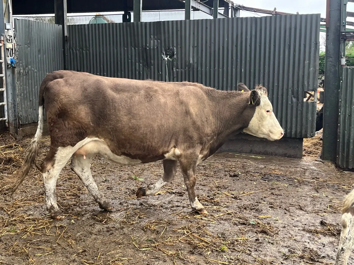 2 Super 5 Star genotyped springers - Image 3