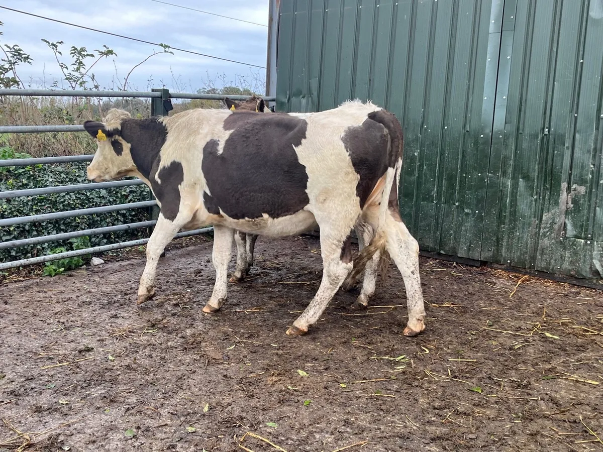 2 Super 5 Star genotyped springers - Image 4