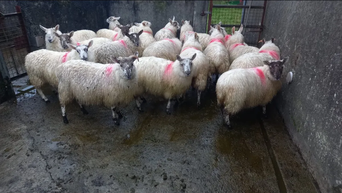 Greyface Ewe Lambs For Sale - Image 1