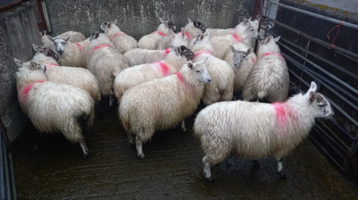 Greyface Ewe Lambs For Sale - Image 2