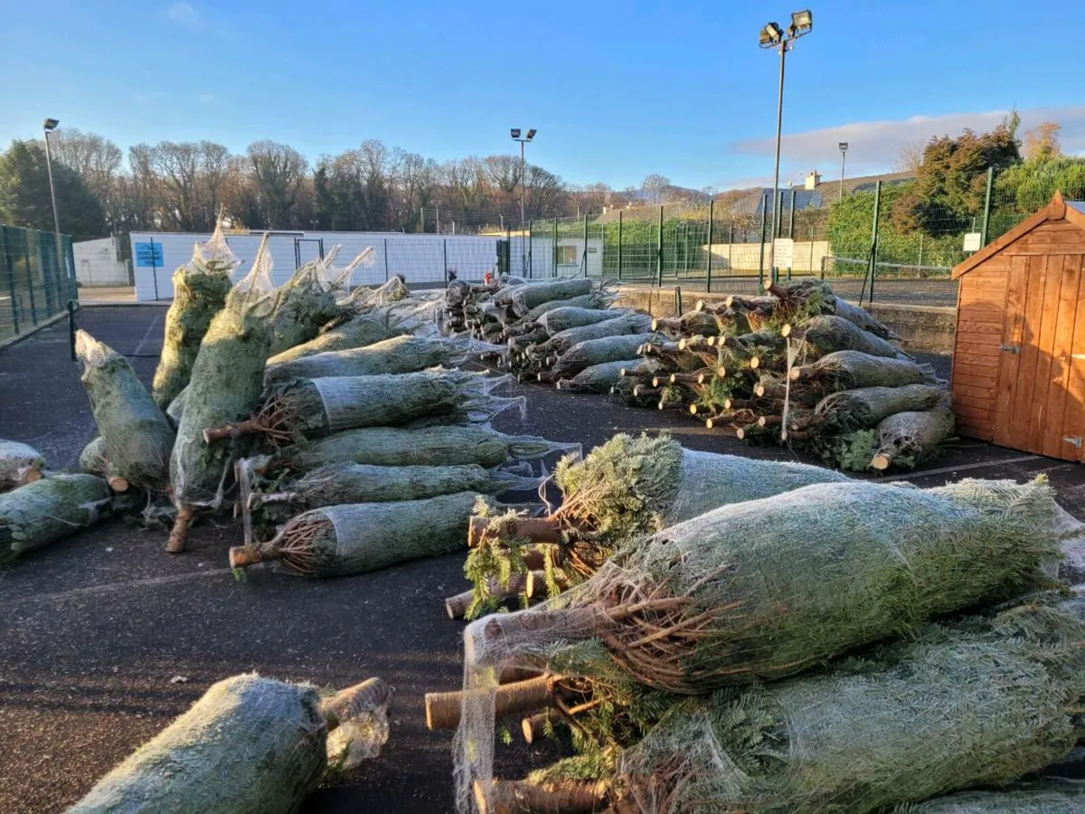 Christmas trees