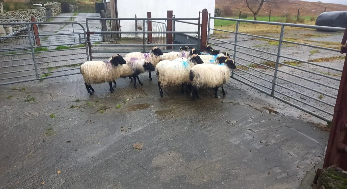 Mayo-Connemara Ewe Lambs For Sale