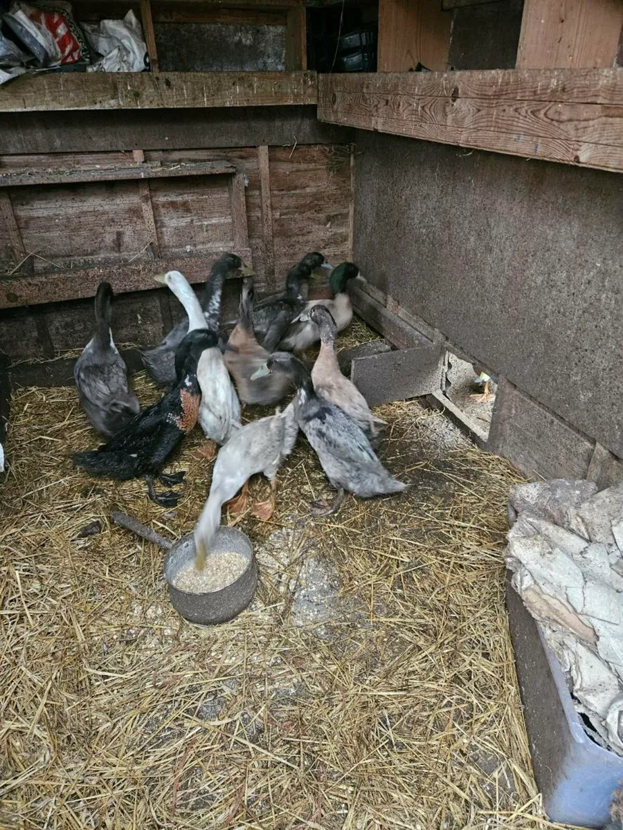 Ducks and Hens - Image 1