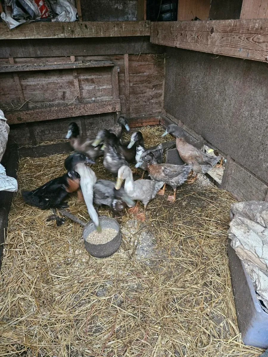 Ducks and Hens - Image 2