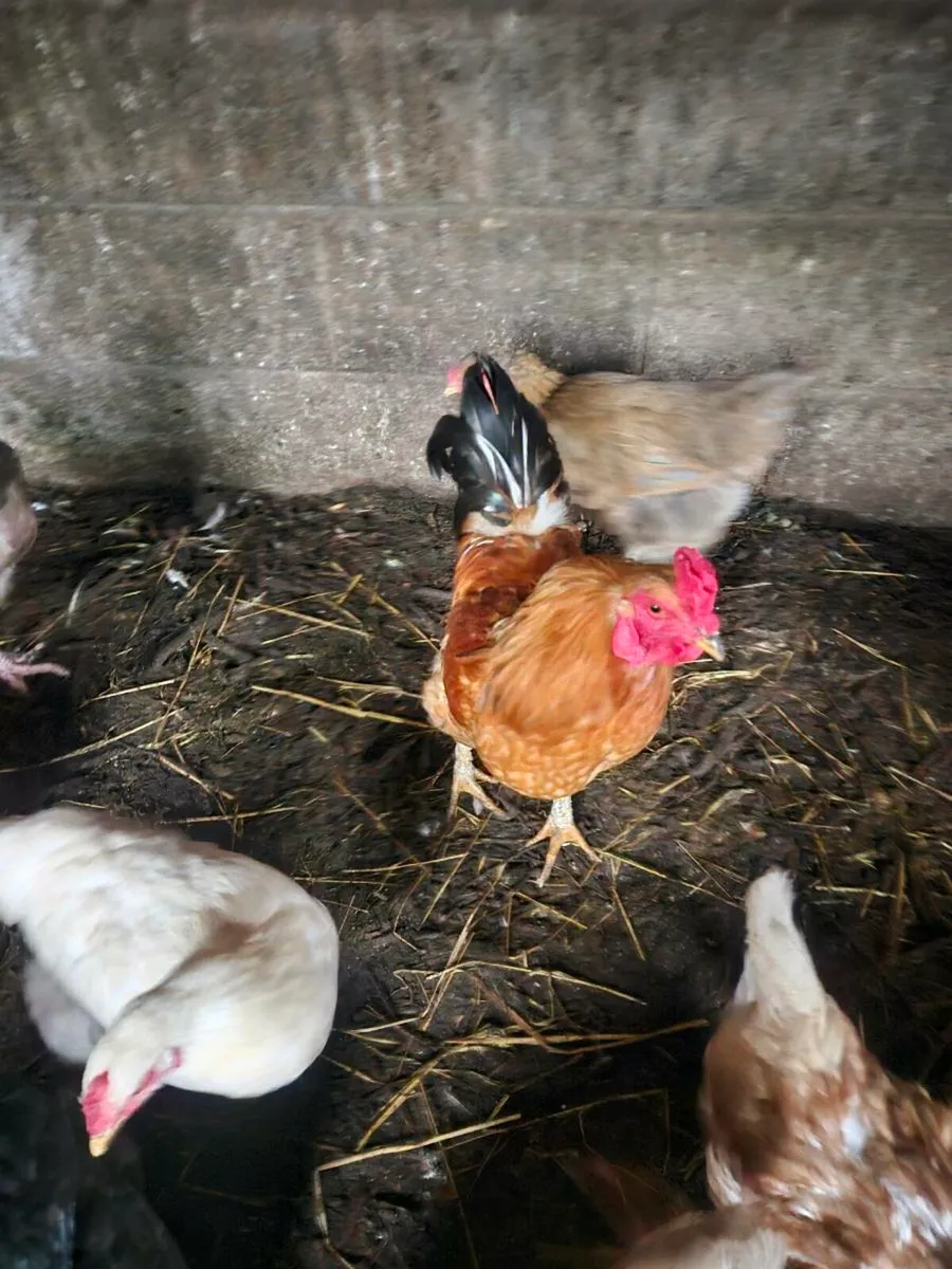 Ducks and Hens - Image 3