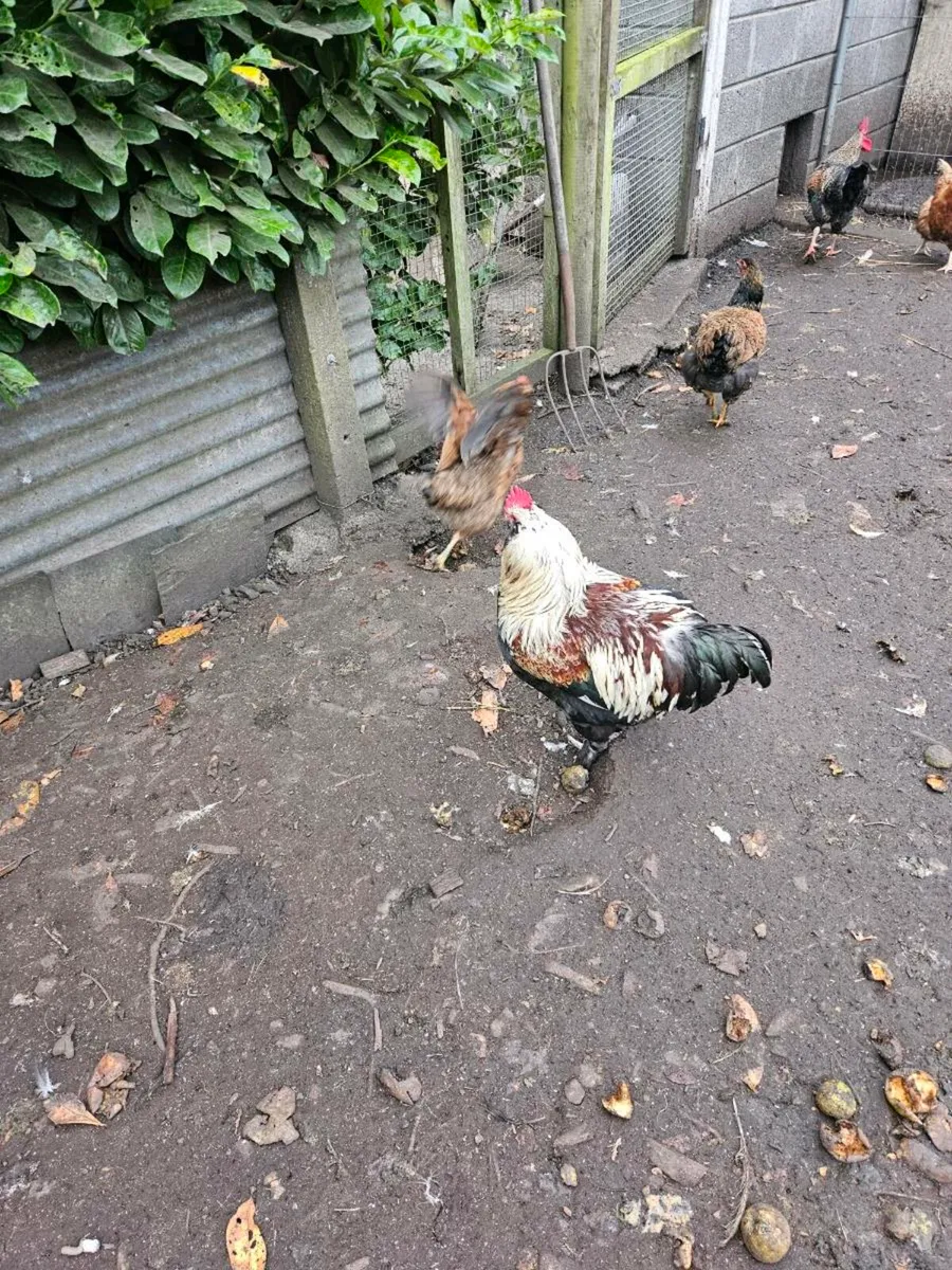 Ducks and Hens - Image 4