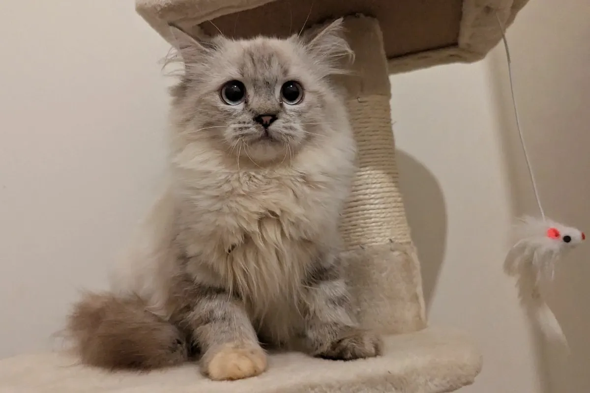 Ragdoll kitten - Image 2