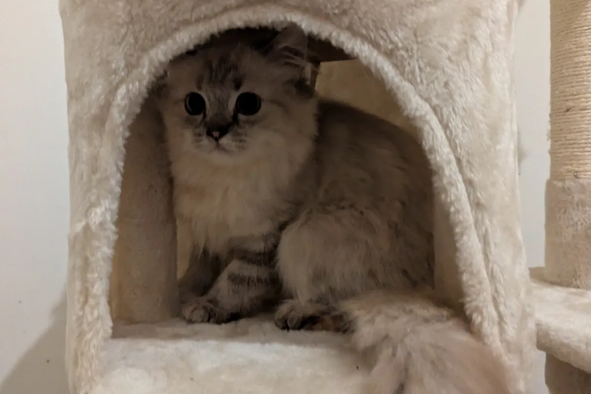 Ragdoll kitten - Image 4