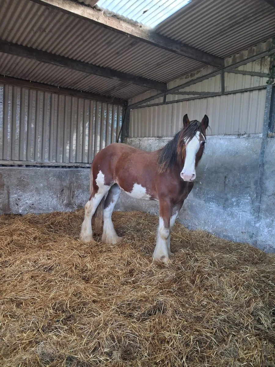 Clydesdale Colt for sale - Image 1