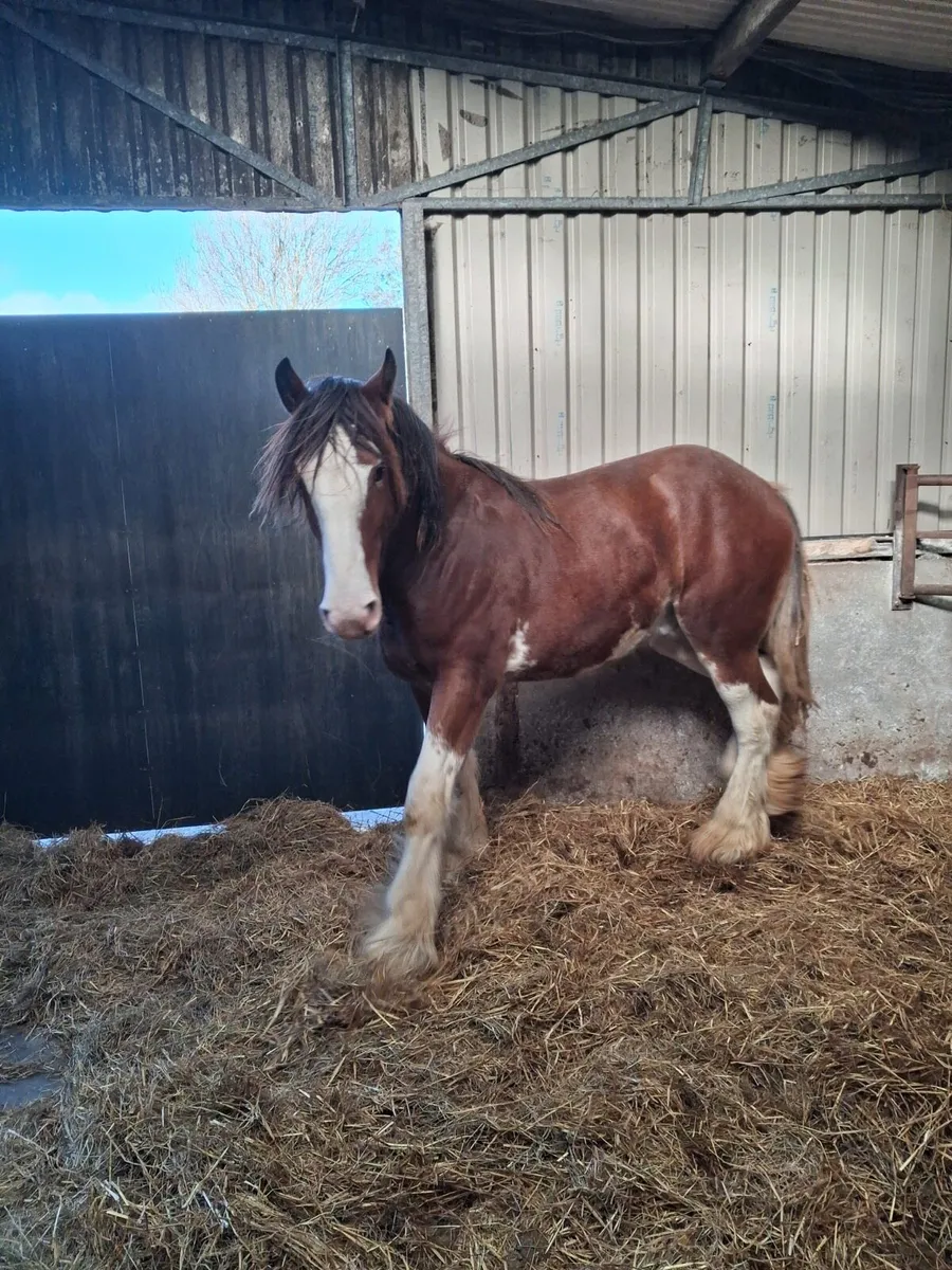 Clydesdale Colt for sale - Image 2