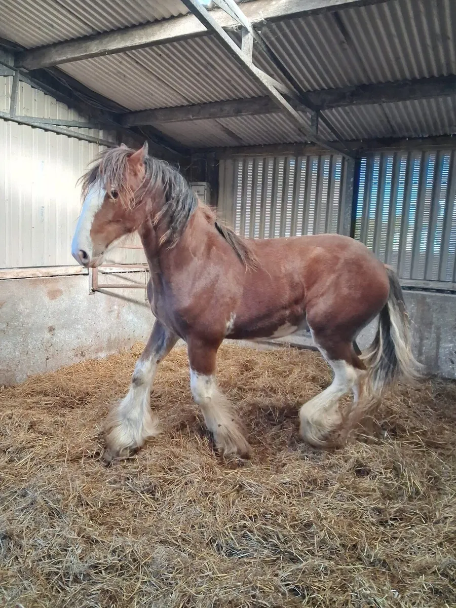 Clydesdale Colt for sale - Image 3