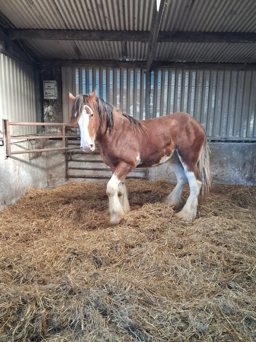 Clydesdale Colt for sale - Image 4