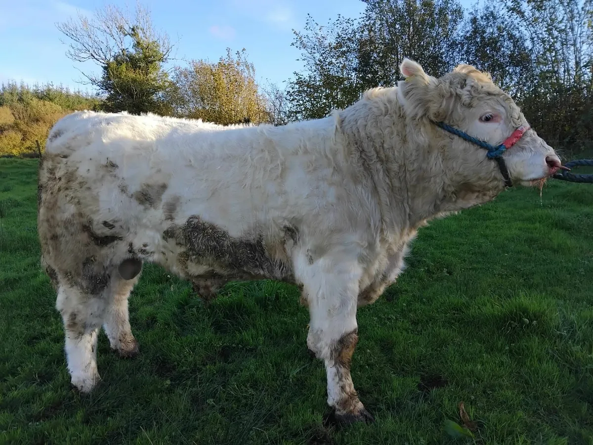 Charolais Bull - Image 1
