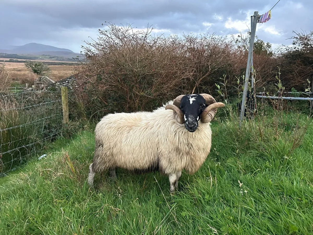 SIS Hoggot Ram - Image 1
