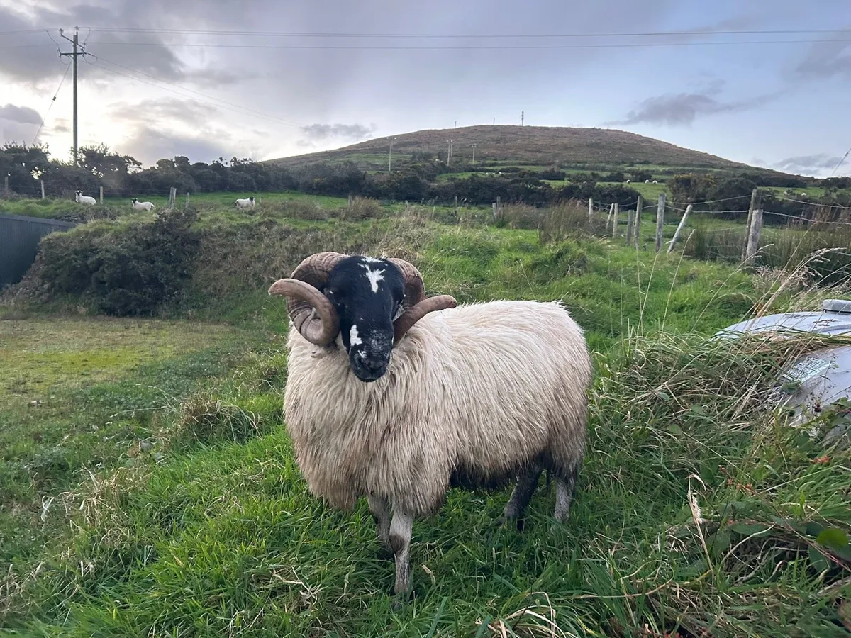 SIS Hoggot Ram - Image 2