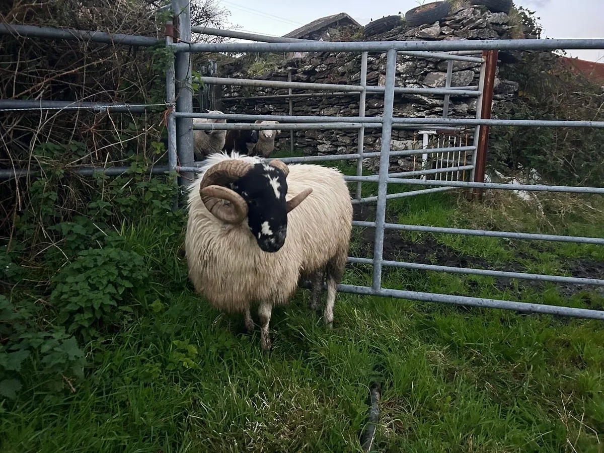 SIS Hoggot Ram - Image 3