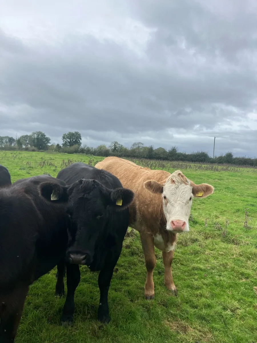Livestock