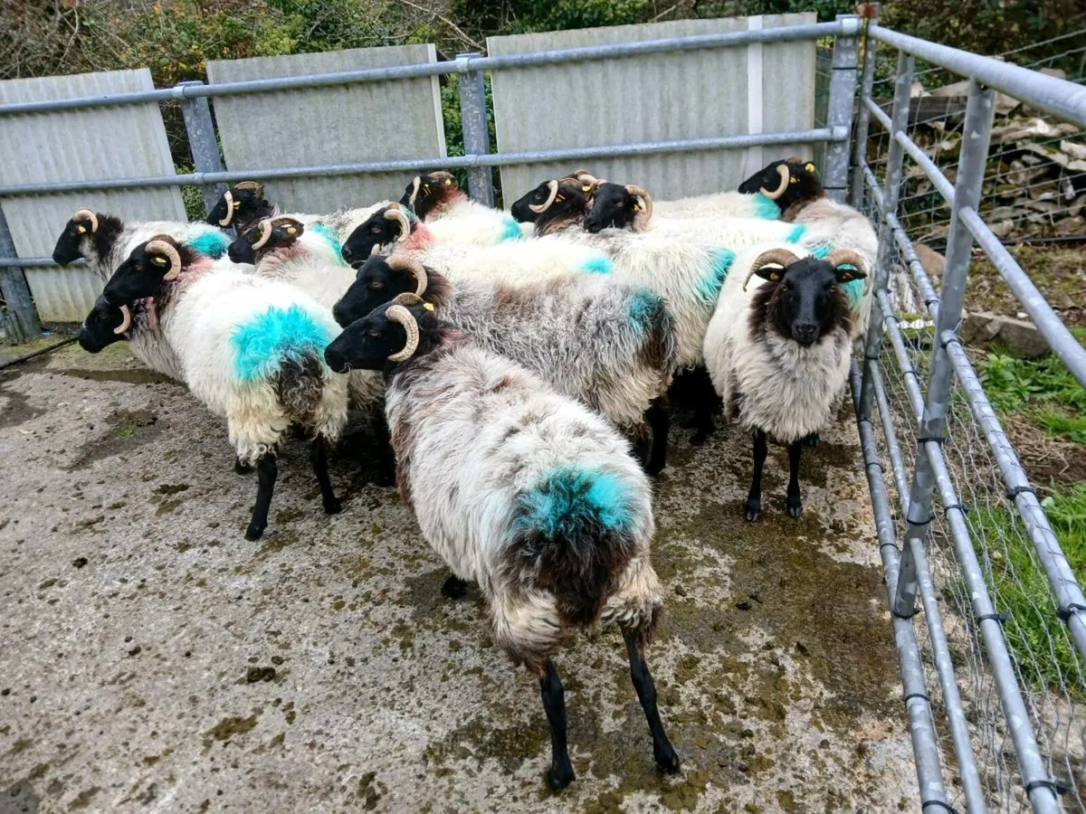 Sheep - Image 1