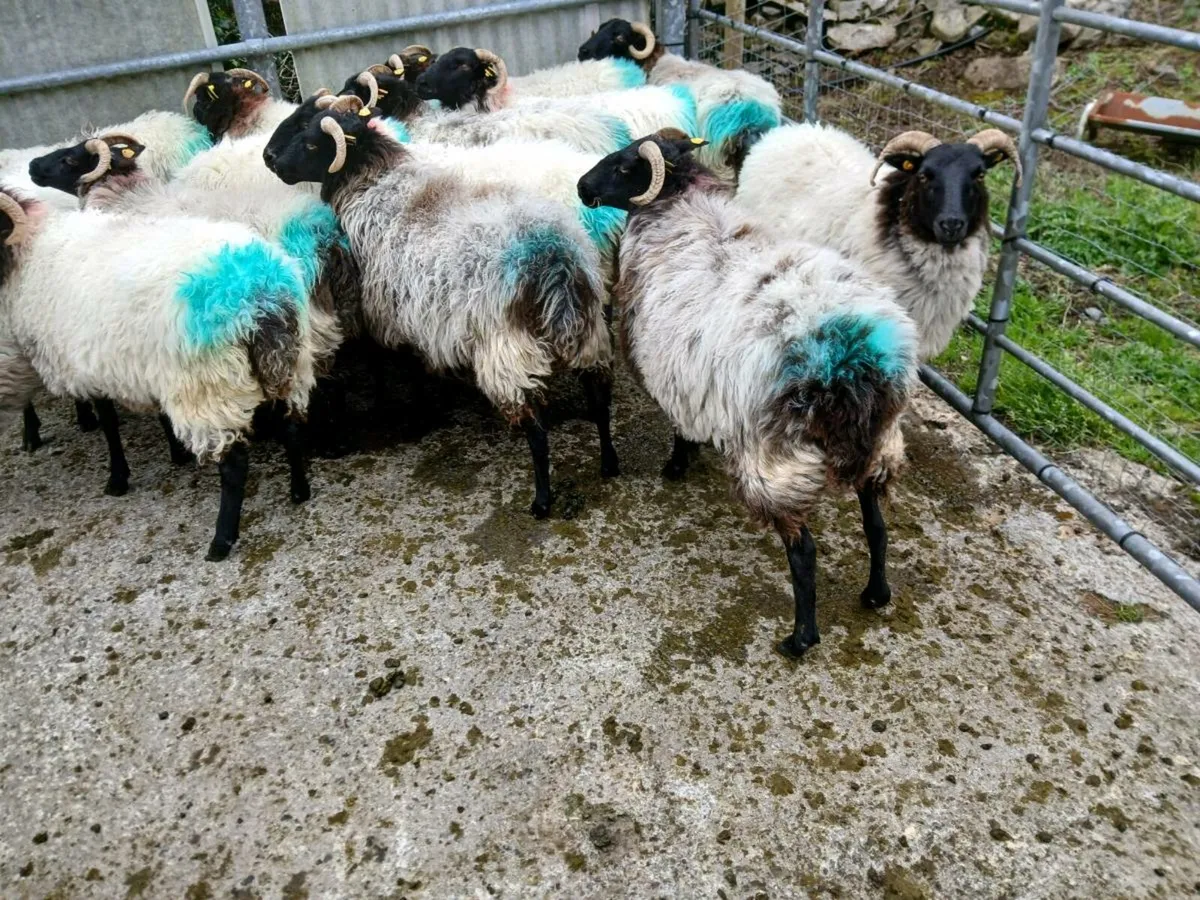 Sheep - Image 2
